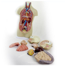Torso01 (12012) ciência médica torso assexual 12 peças 45 cm alta anatomia modelo, modelo de anatomia humana, melhor presente para médico